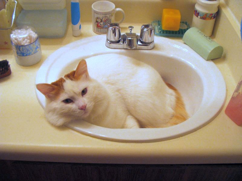 Turkish Van: The Water-Loving Trickster (image credits: wikimedia)