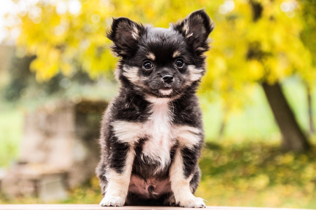Aggressive Protective Instincts (image credits: pixabay)