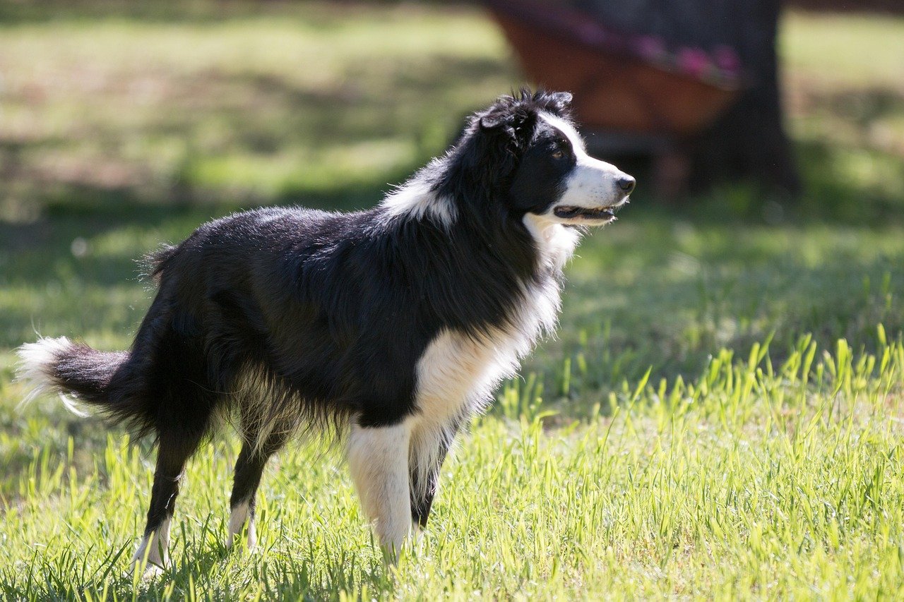 Border Collie: The Workaholic Who Never Clocks Out (image credits: pixabay)