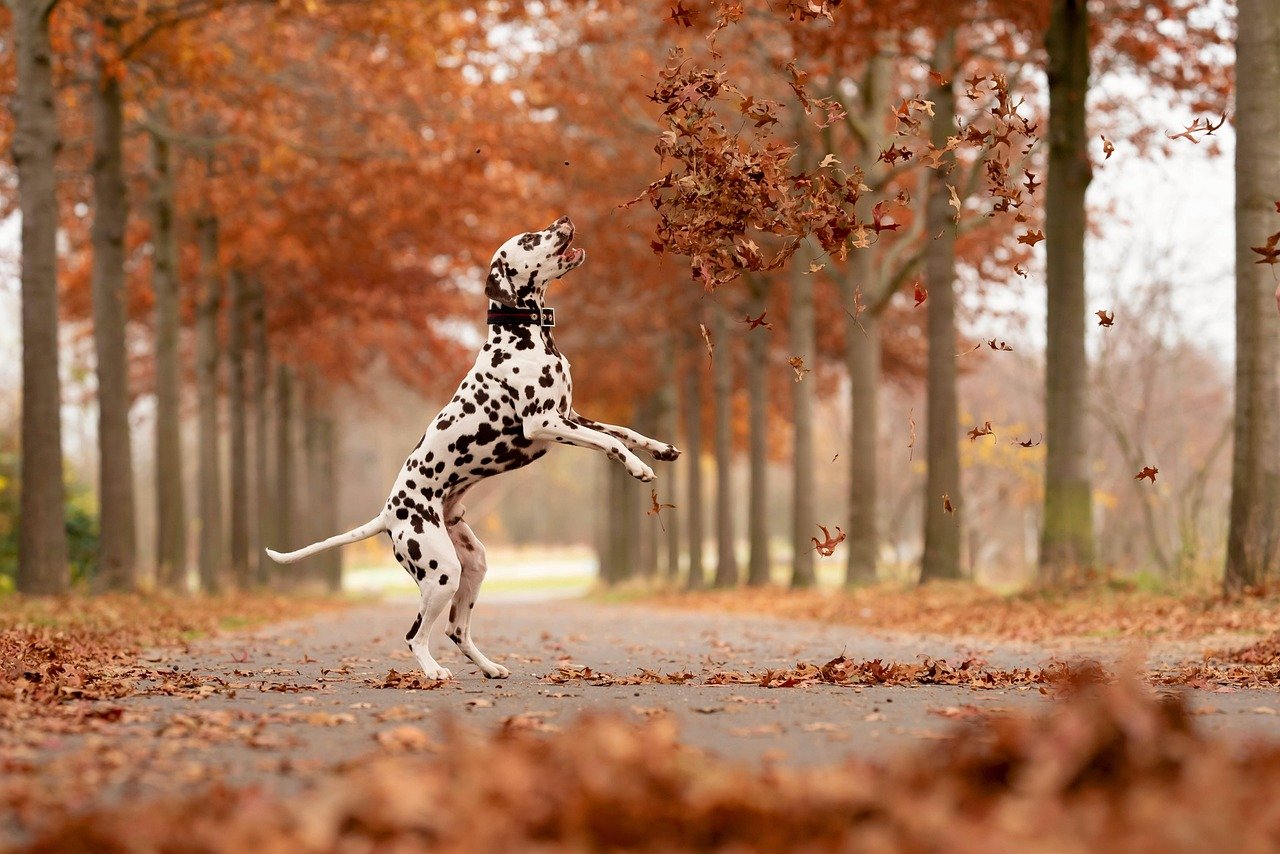 Dalmatian: The Spotted Troublemaker (image credits: pixabay)