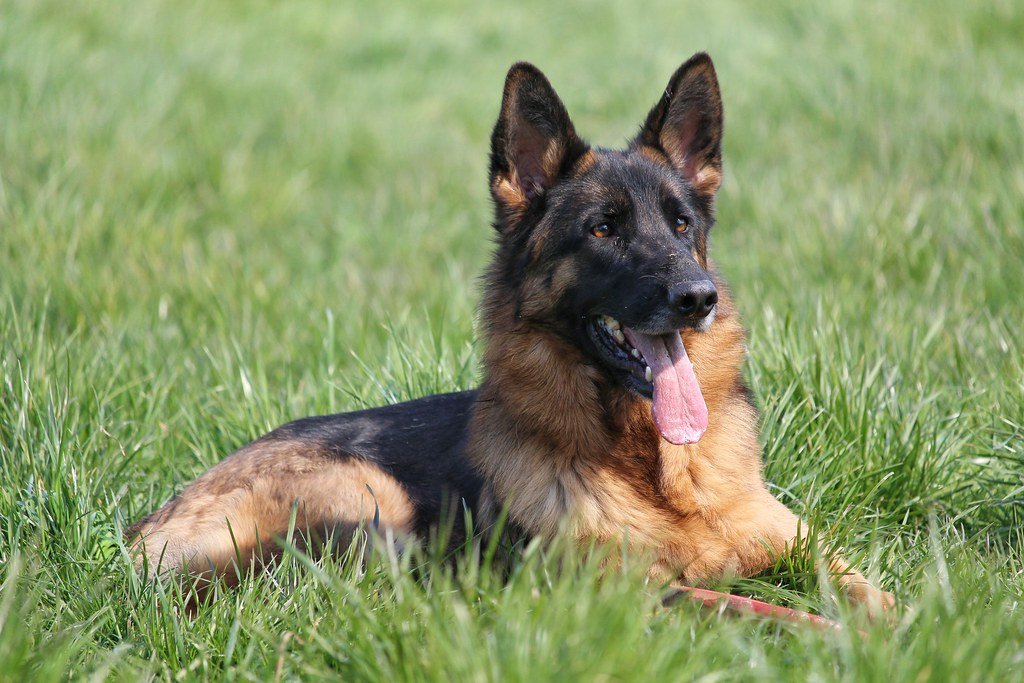German Shepherd: The Intense Guardian (image credits: flickr)