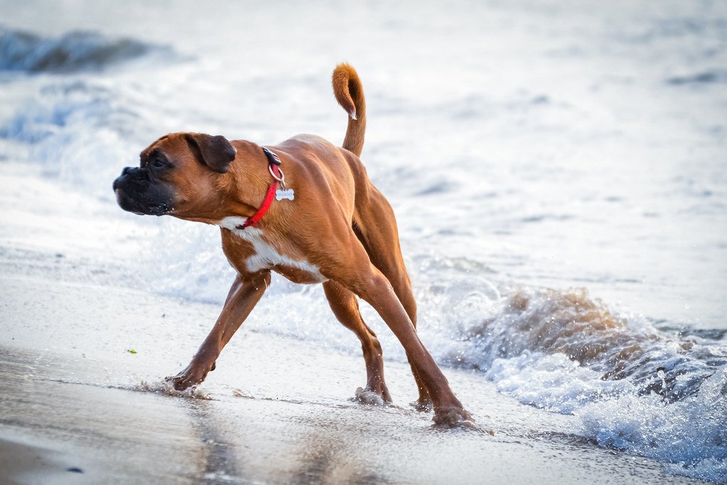 Boxer: The Playful Powerhouse (image credits: flickr)