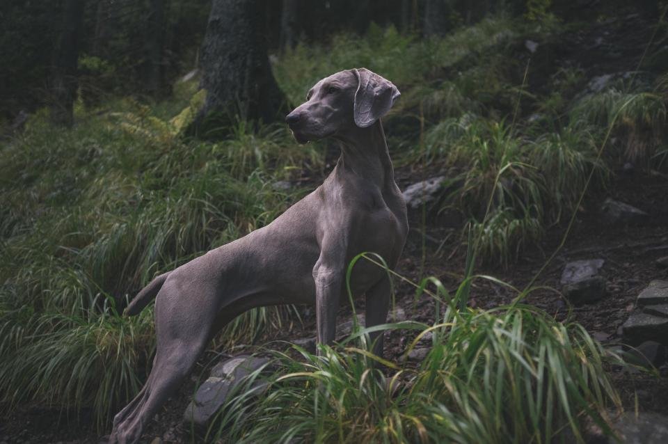 Weimaraner: The Gray Ghost with Endless Stamina (image credits: stocksnap)