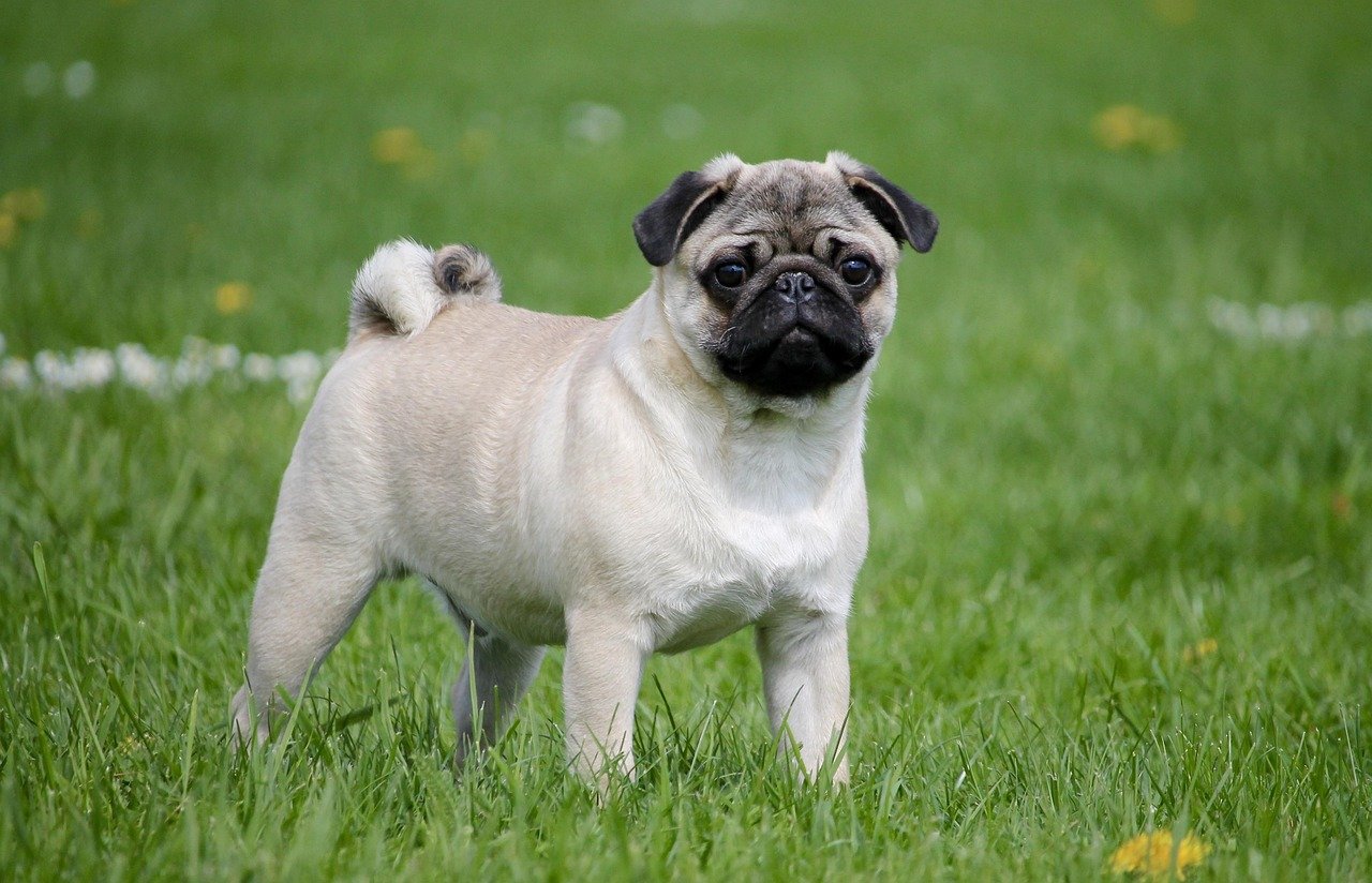 The Devoted Friend: Pug (image credits: pixabay)