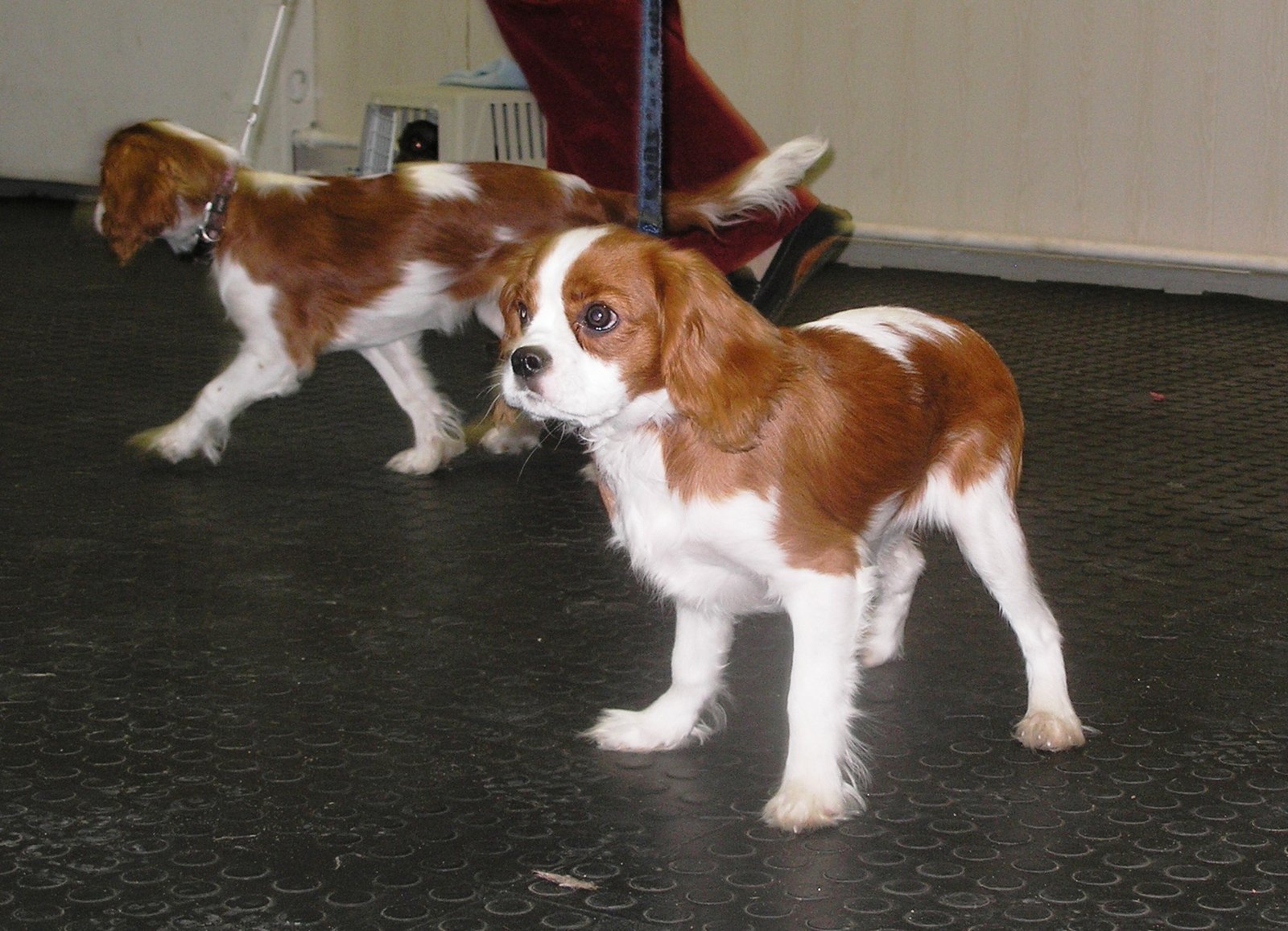 Cavalier King Charles Spaniel – The Gentle Alternative (image credits: wikimedia)