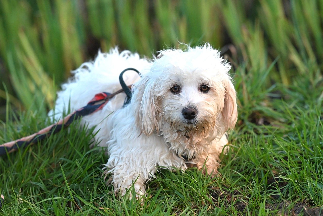 Havanese – The Social Butterfly (image credits: pixabay)