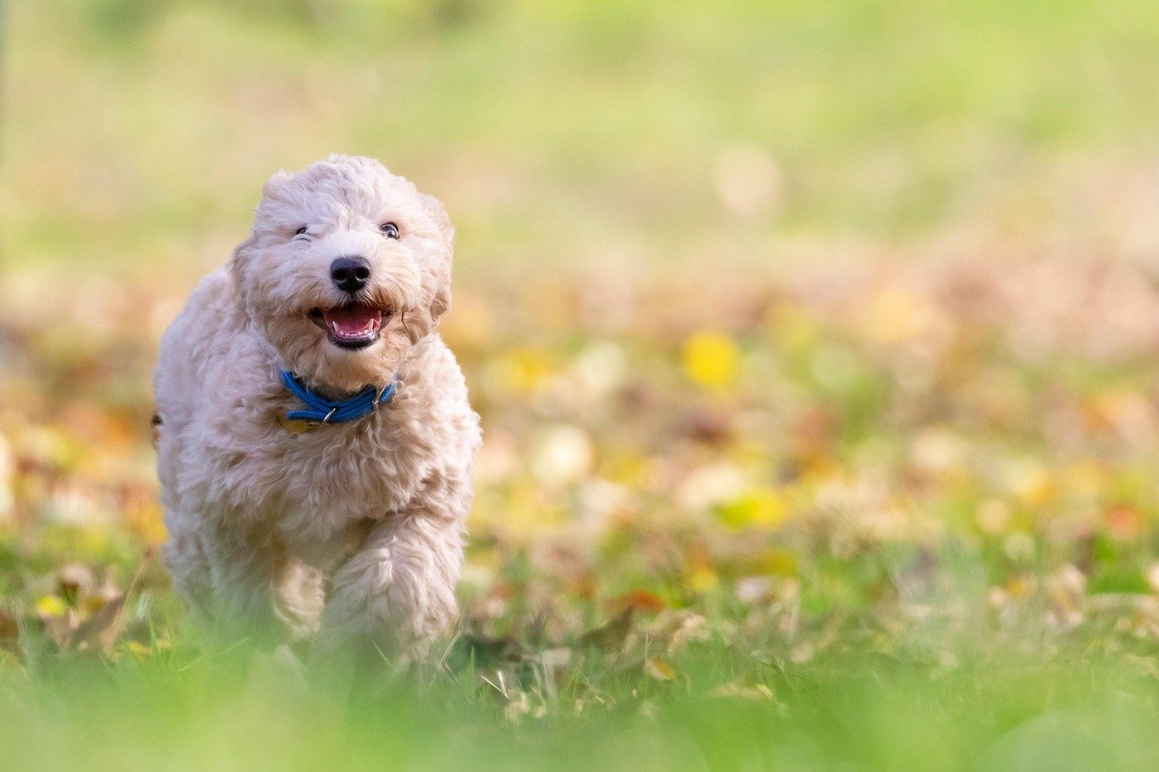 Bichon Frise – The Happy-Go-Lucky Friend (image credits: pixabay)