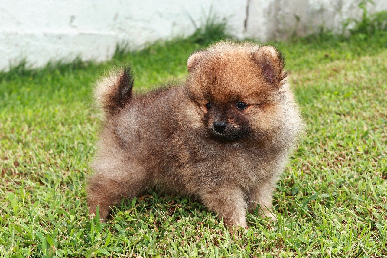 Pomeranian – The Fluffy Entertainer (image credits: pixabay)