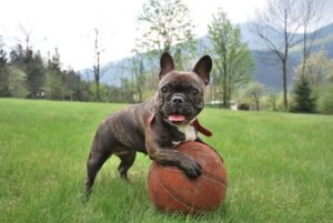French Bulldog – The Easygoing Buddy