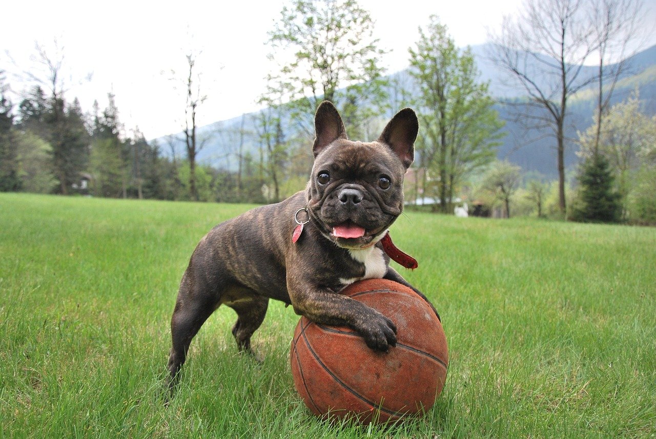 French Bulldog – The Easygoing Buddy (image credits: pixabay)