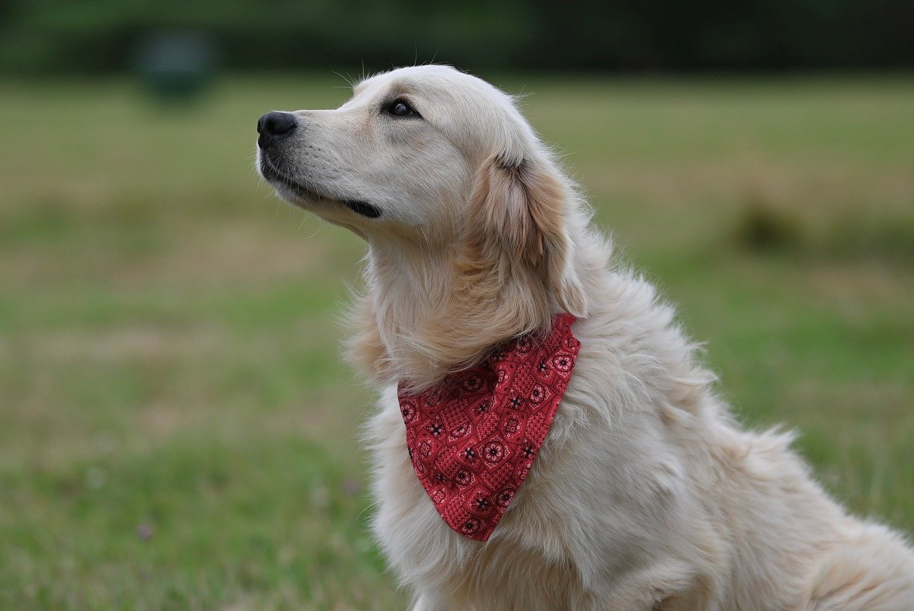 Golden Retriever — The Ultimate Chaos Coordinator (image credits: pixabay)