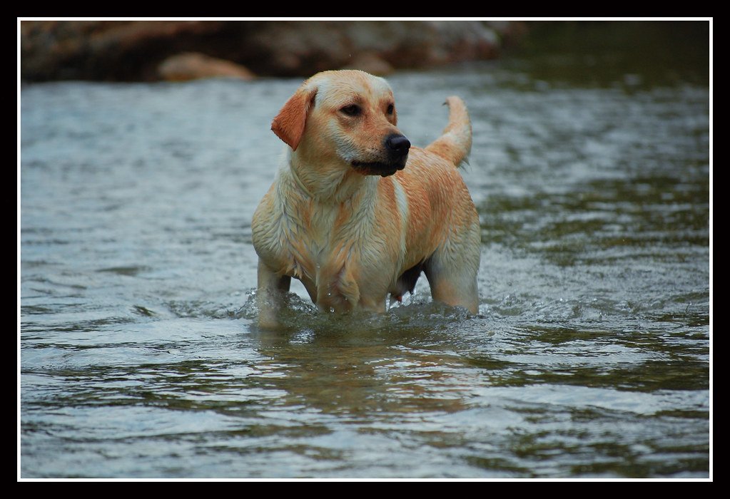 Labrador Retriever — The Cheerful Hurricane Survivor (image credits: flickr)