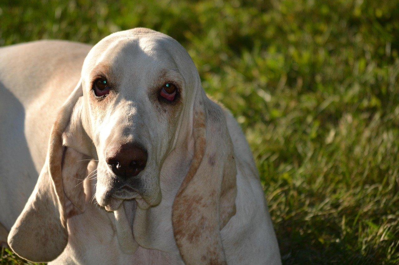 Basset Hound — The Zen Master of Mayhem (image credits: pixabay)
