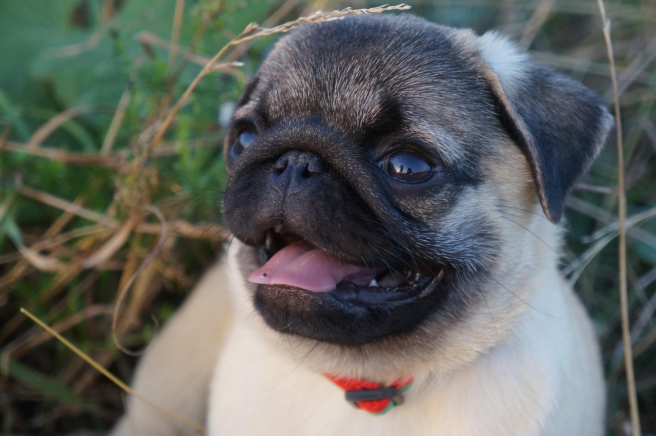 Pug — The Unbothered Royal (image credits: pixabay)