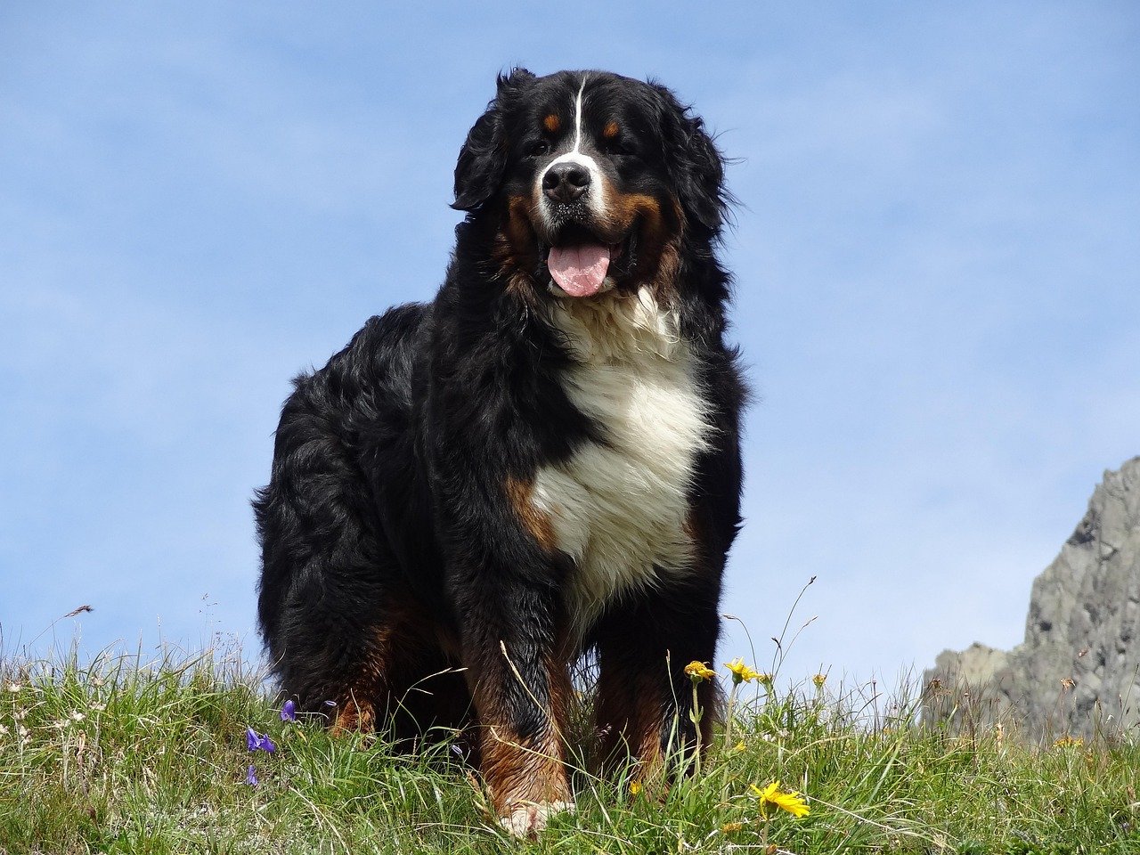 Bernese Mountain Dog — The Calm in Any Storm (image credits: pixabay)