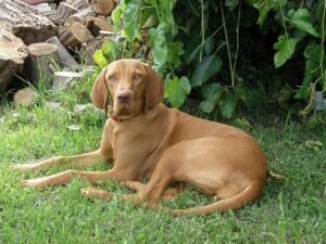 Vizsla — The Sensitive Athlete