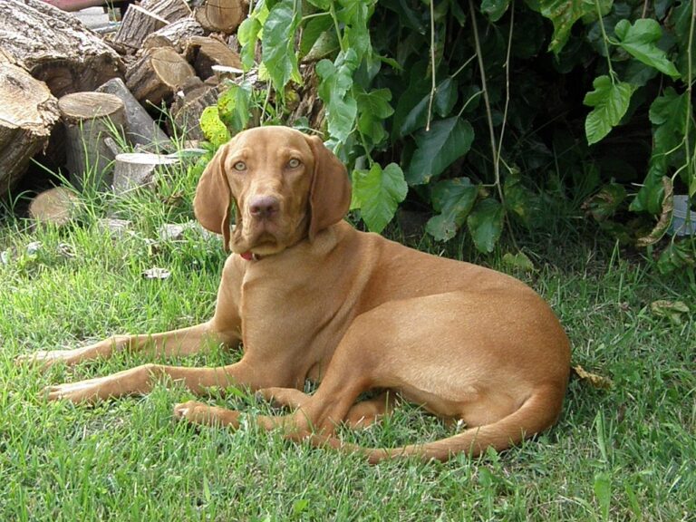 Vizsla — The Sensitive Athlete