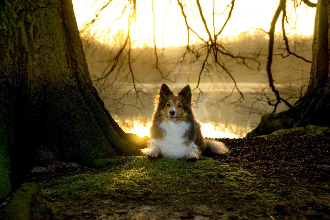 Sheltie — The Anxious Perfectionist (image credits: pixabay)