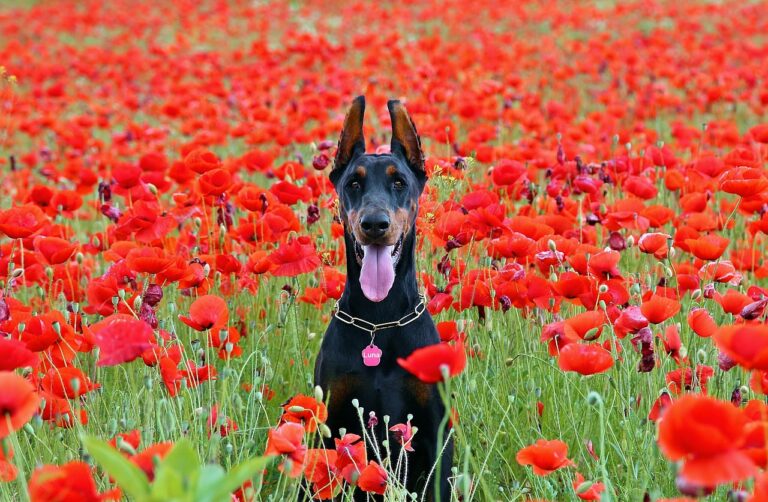 12 Dogs That Thrive in Chaos — and 8 That Need Complete Routine