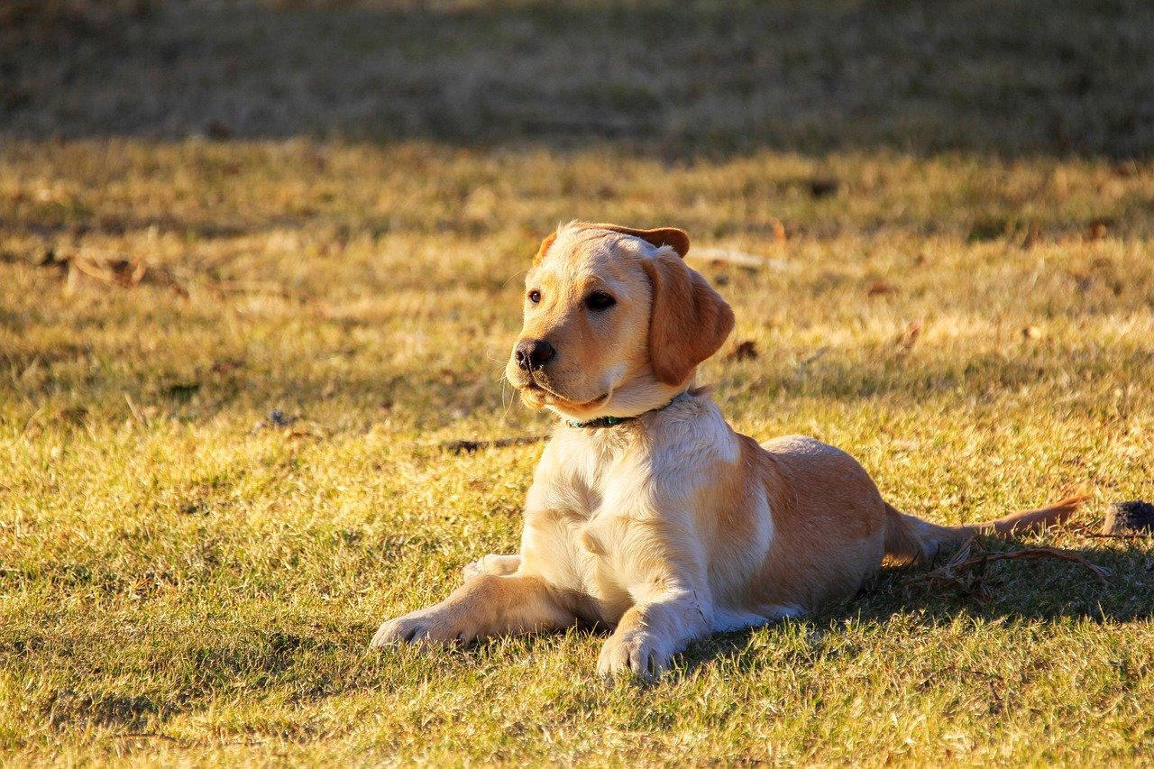 Golden Retriever: The Ultimate People-Pleaser (image credits: pixabay)
