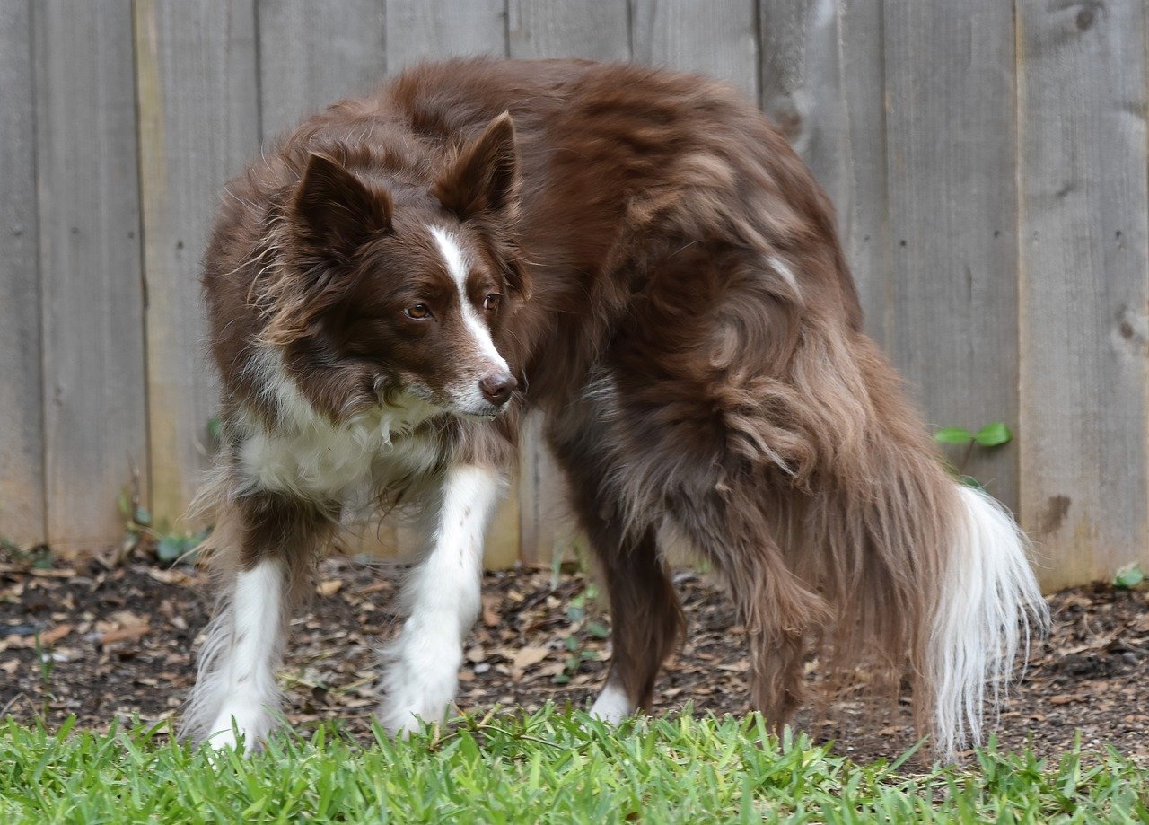 Border Collie: The Workaholic Genius (image credits: pixabay)