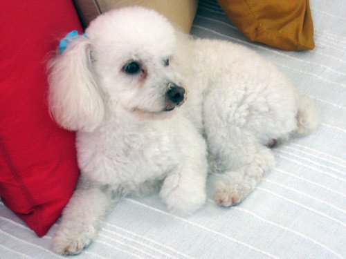 Poodle: The Elegant Perfectionist (image credits: flickr)