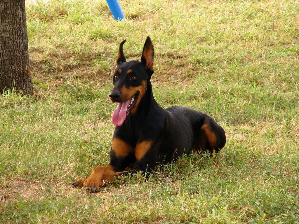 Doberman Pinscher: The Loyal Guardian (image credits: flickr)