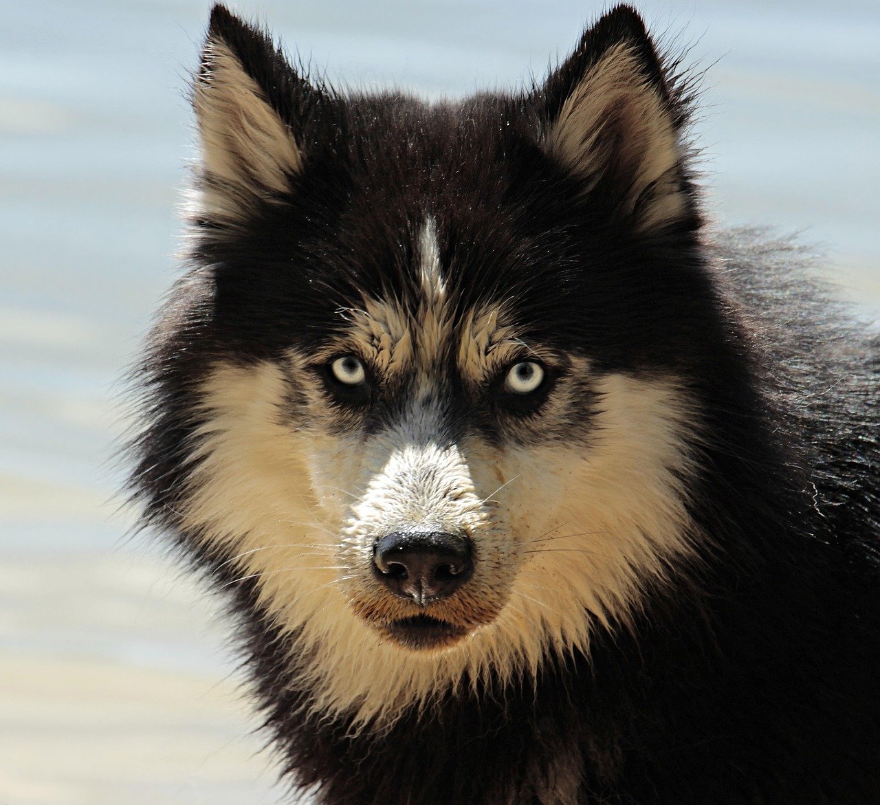 Siberian Husky: The Beautiful Rebel (image credits: pixabay)