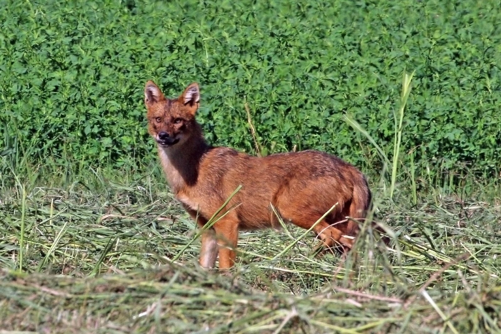 10 Unique Wild Dog Species