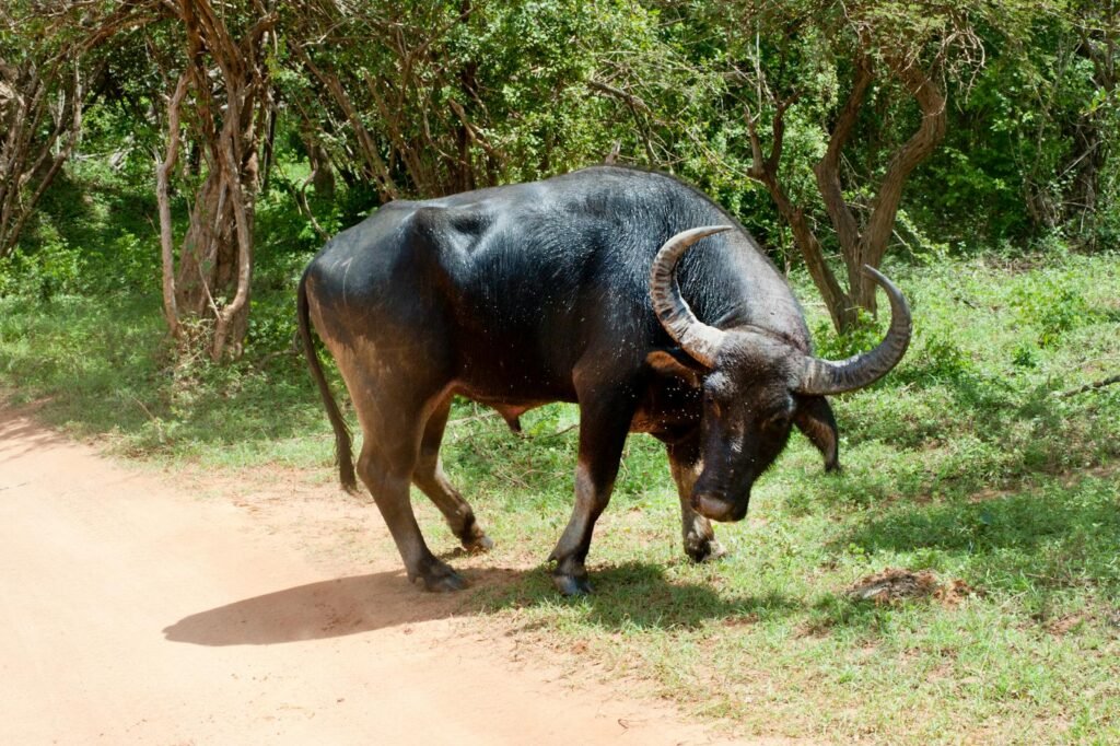 A wild water buffalo walking through the lush greenery of Hambantota, Sri Lanka.