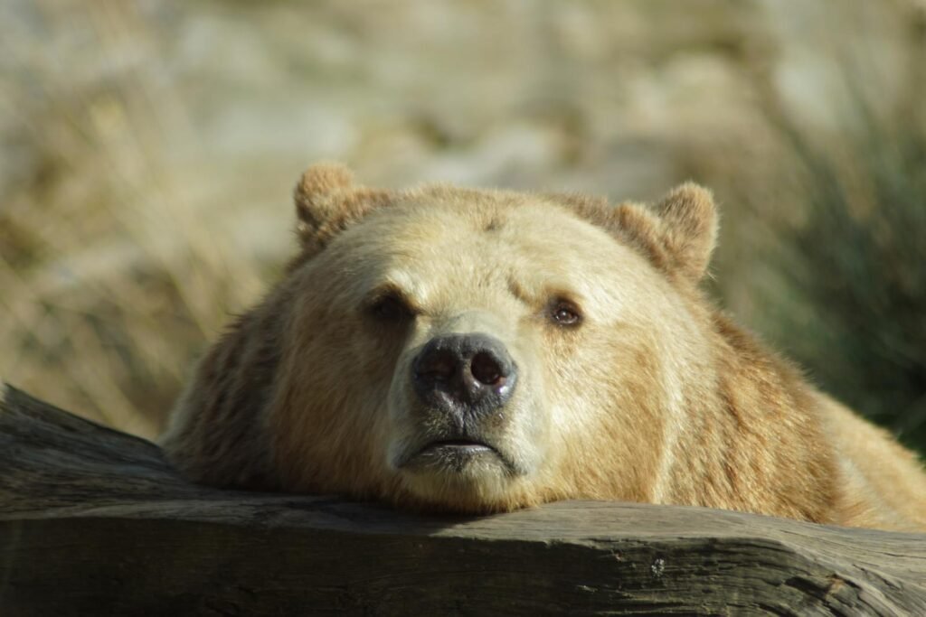 A detailed close-up of a grizzly bear resting its head on a log, showcasing its fur and features.