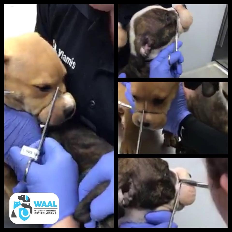 A Cruel Act Unraveled at the Vet’s Office