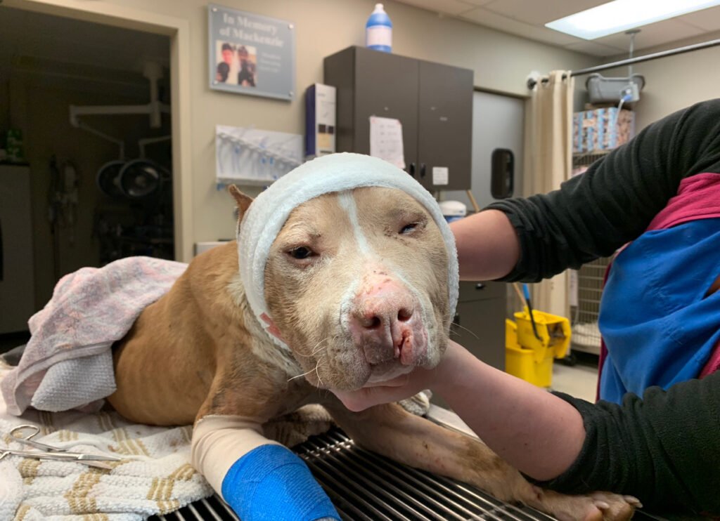 Healing With Love and Blankets