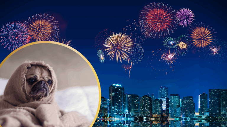 How to Keep Your Dog Safe and Calm on The 4th of July