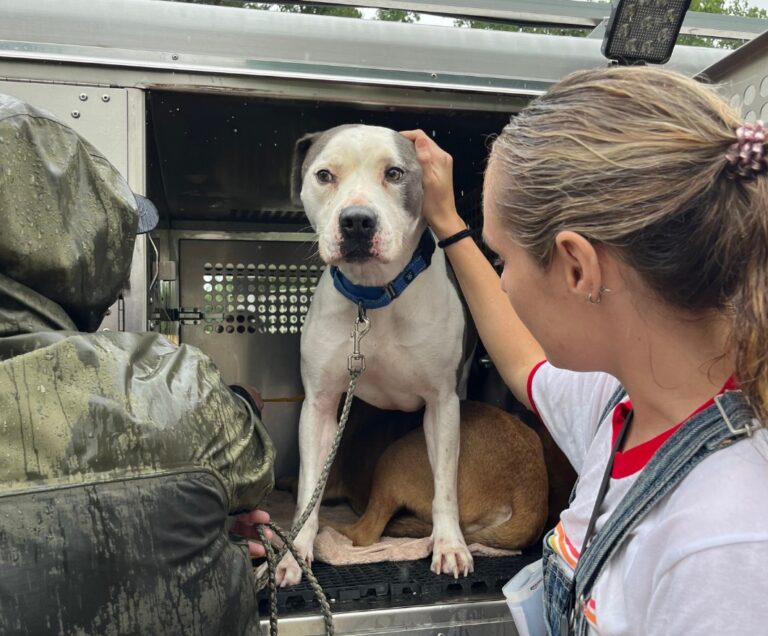 Texas Floods Displace Dogs and Families—Now Rescuers Are Racing to Reunite Them