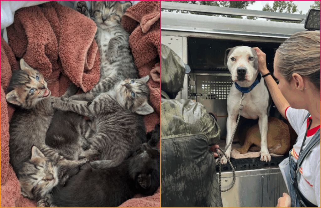 Animals Rescued by APA