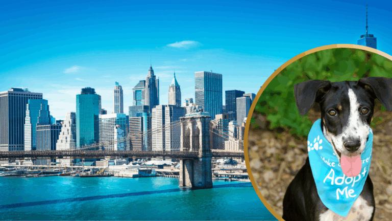 How to Adopt a Dog in New York