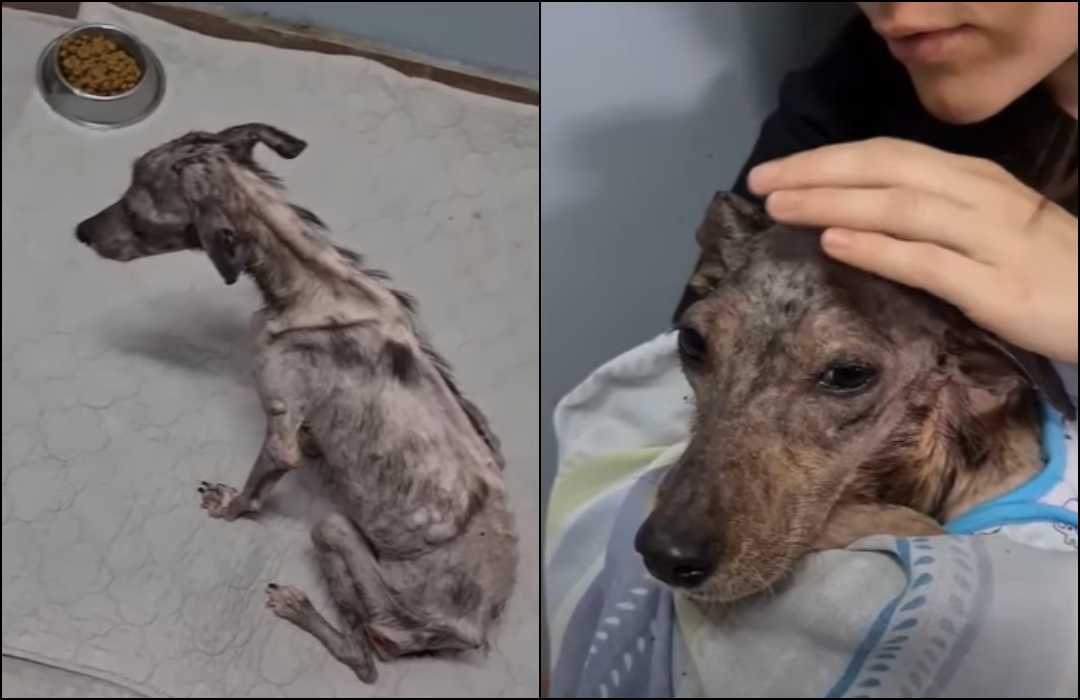 Abandoned and Starving, Dog Lived 10 Years in a Crate Until Someone Finally Noticed Her