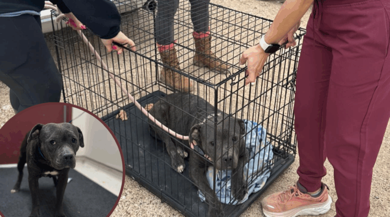 Abandoned Dog Rescued at Texas Dumping Site Beats the Odds in Remarkable Recovery