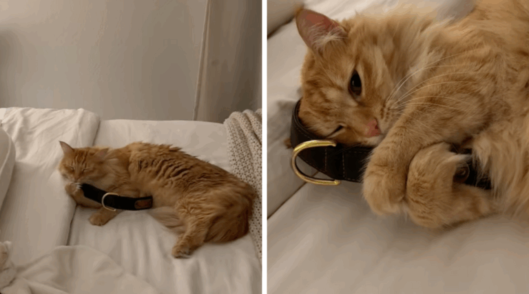 Heartbreak as Cat Still Mourns Her Best Friend Six Months After His Death