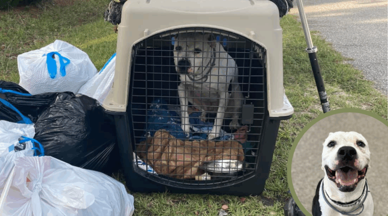 Abandoned With the Trash, This Dog Finds the Fairytale Ending He Deserved