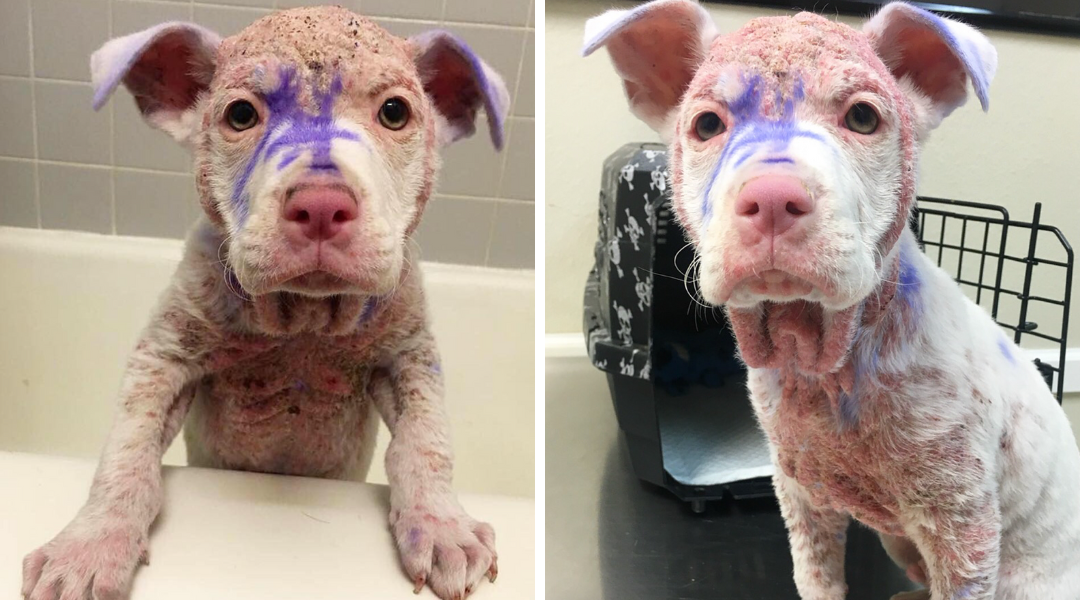 Hairless Puppy Found Covered in Strange Paint Gets a Second Chance at Life