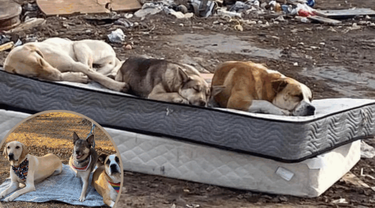 Rescued From a Dumpsite, Three Dogs Reunite in Heartwarming Photo