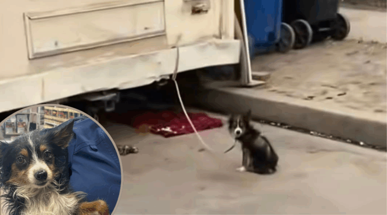 Forgotten Puppy Left Tied to a Trailer Rescued—Now Hoping for a Forever Family