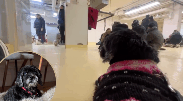Partially Blind Senior Dog Watched His Friends Get Adopted—Until One Family Finally Saw Him