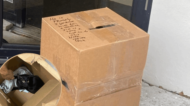Rescuers Find Abandoned Cat Sealed in Box With Heartbreaking Note