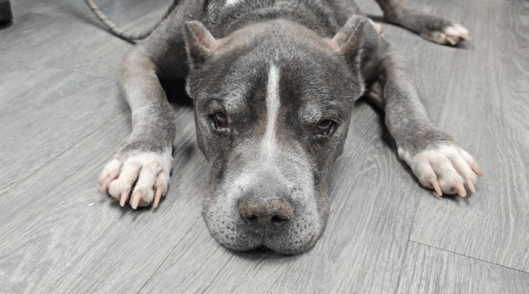 14-Year-Old Dog Abandoned by Owner Finds Love After Betrayal