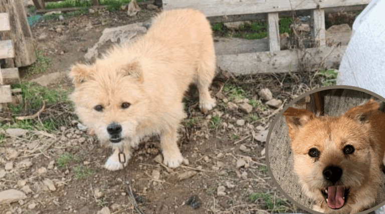 Terrified Dog Rescued From Meat Trade Learns What Love Feels Like
