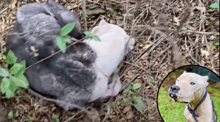 Dog Abandoned in the Forest Finally Finds Love