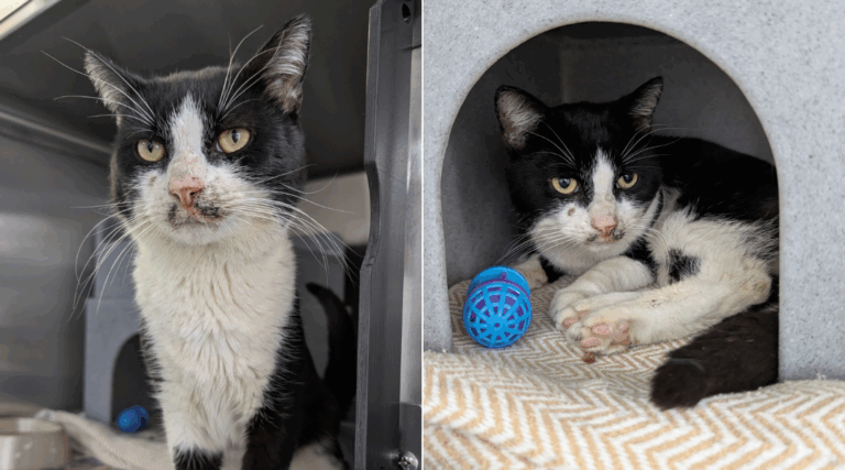 Group of Teens Abuse Cat—Until a Boy Steps In to Save Him